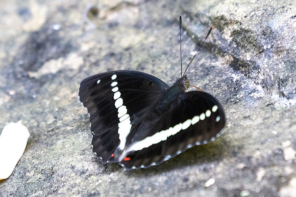 Euthalia recta-3337 - Pala U - 2/12/25