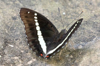 Euthalia recta-3345 - Pala U - 2/12/25