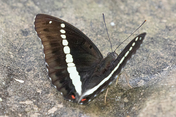 Euthalia recta-3345 - Pala U - 2/12/25