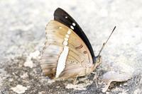 Euthalia recta-3344 - Pala U - 2/12/25