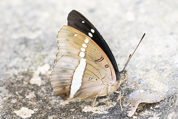 Euthalia recta-3344 - Pala U - 2/12/25
