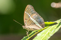 Euthalia recta-3348 - Pala U - 2/12/25