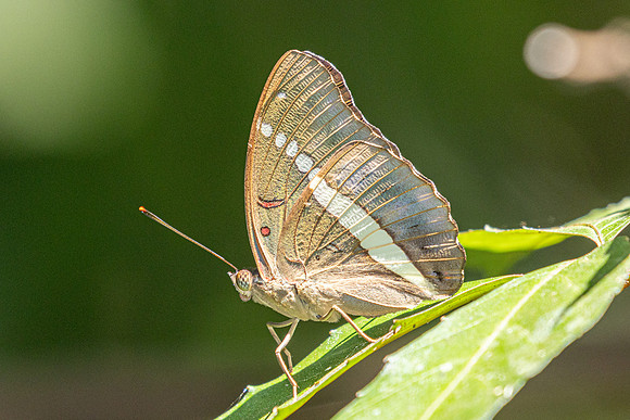 Euthalia recta-3348 - Pala U - 2/12/25
