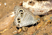 Ypthima savara-1191