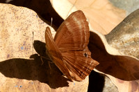 Abisara bifasciata angulata-2669