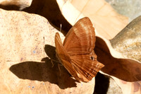 Abisara bifasciata