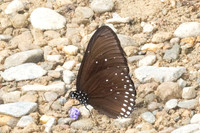 Euploea modesta-4649