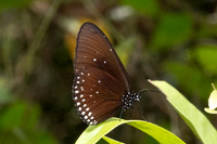 Euploea modesta-4650