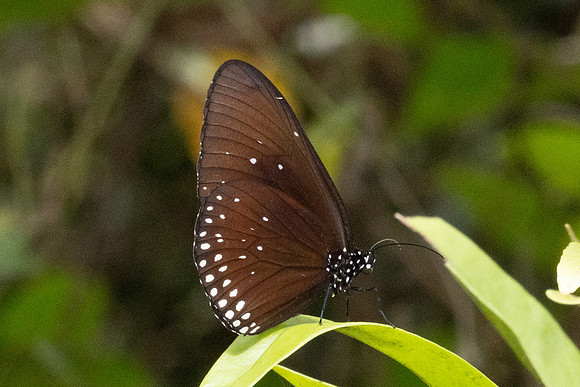 Euploea modesta-4650