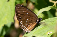 Euploea modesta