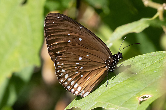 Euploea modesta-3207