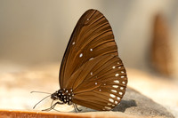 Euploea modesta-3674