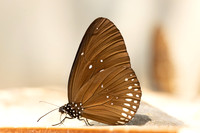 Euploea modesta-3676