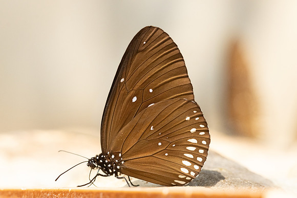 Euploea modesta-3676