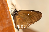 Euploea modesta-3680