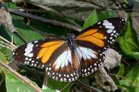 Danaus affinis malayana-4915