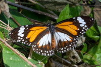 Danaus affinis malayana-4913