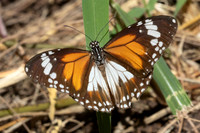 Danaus affinis malayana-4934
