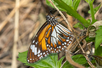 Danaus affinis malayana-4881