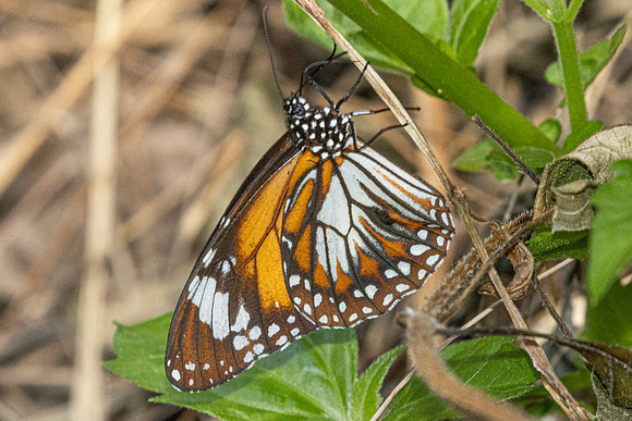 Danaus affinis malayana-4881