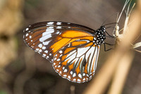 Danaus affinis