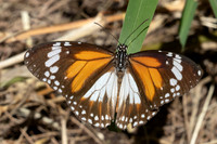 Danaus affinis malayana-4941