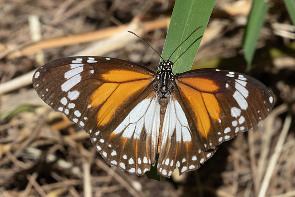 Danaus affinis malayana-4941