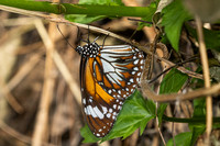 Danaus affinis malayana-4884
