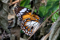Danaus affinis malayana-4920
