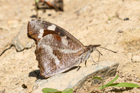 Libythea narina-4154 - Kaeng Krachan (330m) - 4/12/25