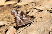 Libythea narina-4161- Kaeng Krachan (330m) - 4/12/25