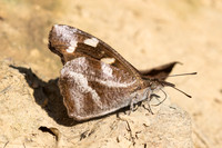 Libythea narina