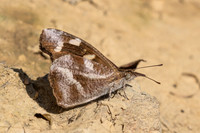 Libythea narina-4168 - Kaeng Krachan (330m) - 4/12/25