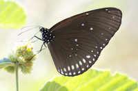 Euploea midamus id--3589