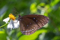 Euploea midamus