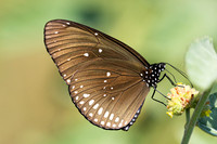 Euploea midamus id--3608