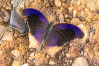 Terinos atlita