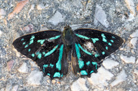 Simiskina phalena -2622 - Chiang Mai - 29/11/25
