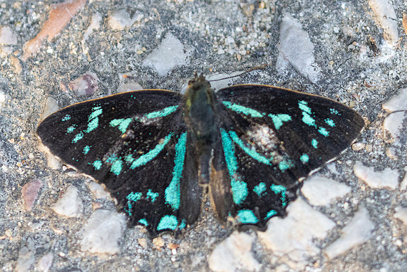 Simiskina phalena -2622 - Chiang Mai - 29/11/25