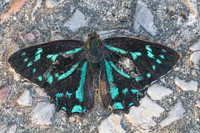 Simiskina phalena -2619 - Chiang Mai - 29/11/25