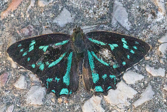 Simiskina phalena -2619 - Chiang Mai - 29/11/25