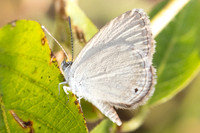 Famegana nisa-4805