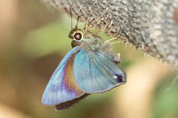 Hasora salanga-4589