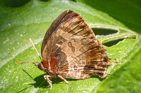 Flos apidamus-3406