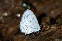 Acytolepis puspa-0806