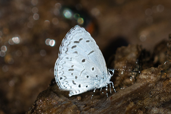 Acytolepis puspa-0806