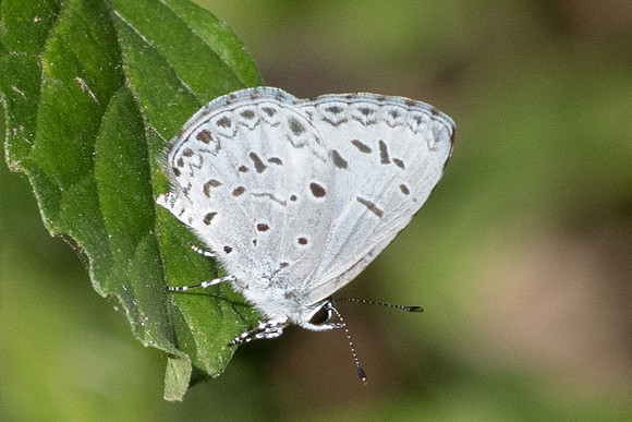 Acytolepis puspa-3440
