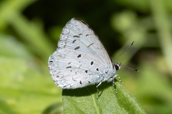 Acytolepis puspa-2462