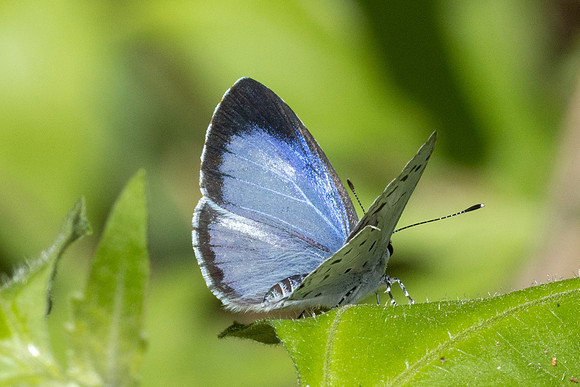 Acytolepis puspa-2872
