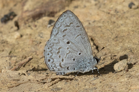 Acytolepis puspa-3832